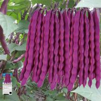 Big purple robe red green bean high-yield kidney jade spring and autumn frame climbing vine vegetable