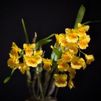 กล้วยไม้ เอื้องคำป๊อก Dendrobium capillipes เอื้องมิ้น เอื้องคำกิ่ว เอื้องคำเฮี่ย