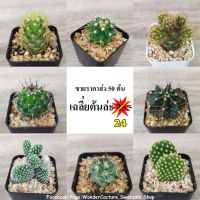 กระบองเพชร แคคตัส (Cactus) ไม้ตลาด ขายส่ง 50 ต้น ราคาถูก เฉลี่ยต้นล่ะ 20.- หลากหลายสายพันธุ์ตามภาพ จัดส่งทั้งกระถาง