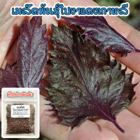 เมล็ดใบงาแดงเกาหลี ชิโสะ โอบะแดง Shiso Red Perilla  40-100 เมล็ด [ซื้อ10 แถม 1 คละได้]