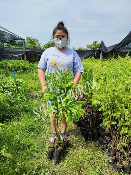 1ต้น-ต้นตะลิงปลิง-ต้นกล้าสูง-80-ซม-ขนาดใหญ่-ตะลิงปลิง-ต้นพันธุ์พร้อมปลูก-ต้นพันธุ์ตะลิงปลิง-ต้นพันธุ์พร้อมส่ง