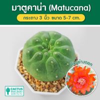 มาตูคาน่า ( Matucana Madisoniorum ) แคคตัส กระบองเพชร