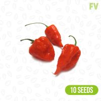 Ghost Chili Seeds 50 เมล็ด [ไม่ใช่พืช! เป็นเมล็ดพันธุ์] [คลังสินค้าจุด][ขายตรงจากโรงงาน][ของแท้อย่างเป็นทางการ][โปรโมชั่นลดราคา][50 เมล็ดพันธุ์][เมล็ดผลไม้][เมล็ดพันธุ์ผัก][อร่อยจัง][ปลอดภัย][คลังสินค้าจุด][ผลผลิต89%][ความดีงาม]