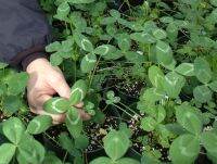 100 เมล็ด โคลเวอร์อาปาเช่ - Apache Arrowleaf Clover