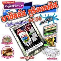 บีที เชื้อบีที มากที่สุด!!! ในท้องตลาด นำเข้าจากอเมริกา 64,000 IU เซอร์แมท Bacillus 100g. เชื้อ BT ชีวภัณฑ์กำจัดศตรูพืช บาซิลลัส ทูริงเยนซิส