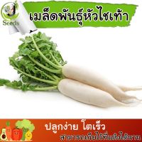 เมล็ดพันธุ์ หัวไชเท้า (Chinese Radish) 400 เมล็ด ปลูกง่าย ปลูกได้ทั่วไทย #เมล็ดผัก