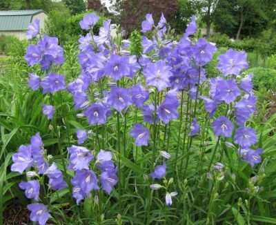 เมล็ดพันธุ์ Campanula persicifolia peach bellflower 200 เมล็ด เมล็ดพันธุ์นำเข้าจากอังกฤษ