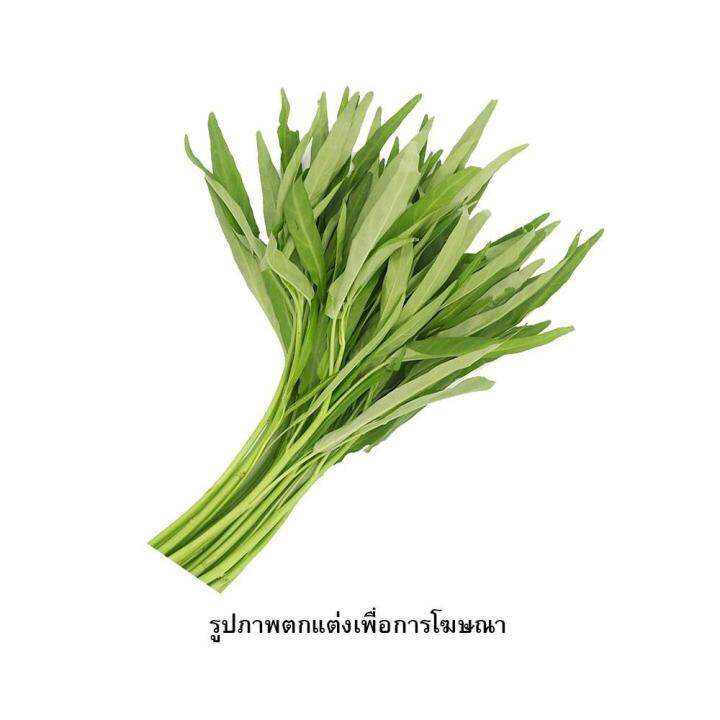 เมล็ดพันธุ์ผักบุ้งจีน-กรีน-การ์เด้น-เมล็ดพันธุ์ผัก-ผัก-ราคาถูก-พร้อมปลูก-seed-farm-garden