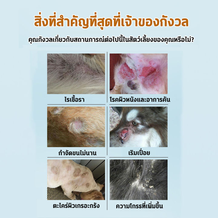 หิดแมว-หิดสุนัข-อาการคัน-ผื่น-ผมร่วง-ยารักษาหิดสุนัข-ผิวหนังอักเสบ-คันตุ่ม-หิดเรื้อรัง