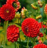 1 เหง้า/ชุุด รักเร่ Dahlia Bulb สายพันธุ์ Pompon Nescio Red หัวรักเร่ ดอกไม้ ดอกรักเร่ เหง้า นำเข้า ยุโรป หัวสดใหม่ ผ่านการแช่เย็นแล้ว