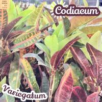 [โกสน สาวเชียงใหม่] Codiaeum Variegatum coton ไม้ใบ ไม้ดอก ไม้ฟอก ไม้สี ไม้แดด ใบสวย ต้นไม้ ไม้ประดับ ไม้ทน ของขวัญ ไม้ฟอกอากาศ ไม้ปลูกในบ้าน