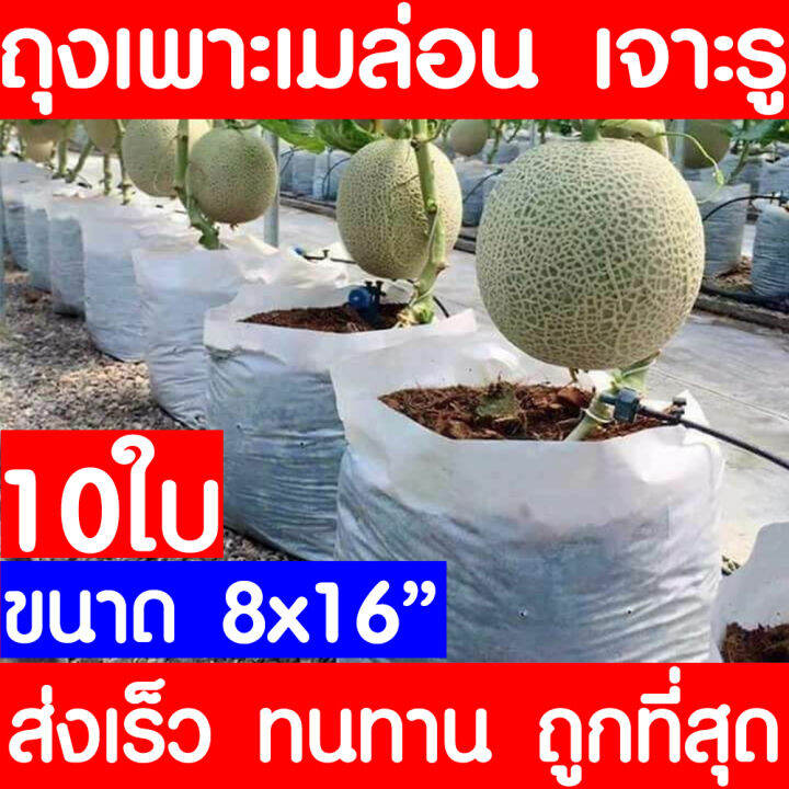 ถุงปลูกเมล่อน-10ใบ-ขนาด-5x10-8x13-8x16-9x15-เจาะรู-มะเขือเทศ-ถุงเพาะเมล่อน-ถุงเพาะสีขาว-ถุงเพาะชำ-เนื้อหนาสุด-เหนียวสุด-ไม่ขาดง่าย-เนื้อhd