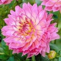 1 เหง้า/ชุุด รักเร่ Dahlia Bulb สายพันธุ์ Bellini หัวรักเร่ ดอกไม้ ดอกรักเร่ เหง้า นำเข้า ยุโรป หัวสดใหม่ ผ่านการแช่เย็นแล้ว