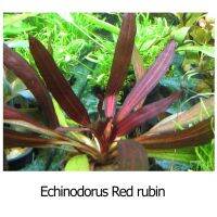 Echinodorus Red rubin อะเมซอนเรดรูบิน (ต้นไม้น้ำ)