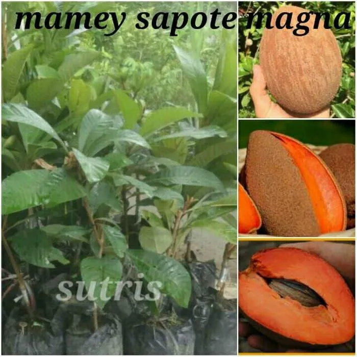 Bibit Tanaman Buah Mamey Sapote Magana Sawo Raksasa Lazada Indonesia