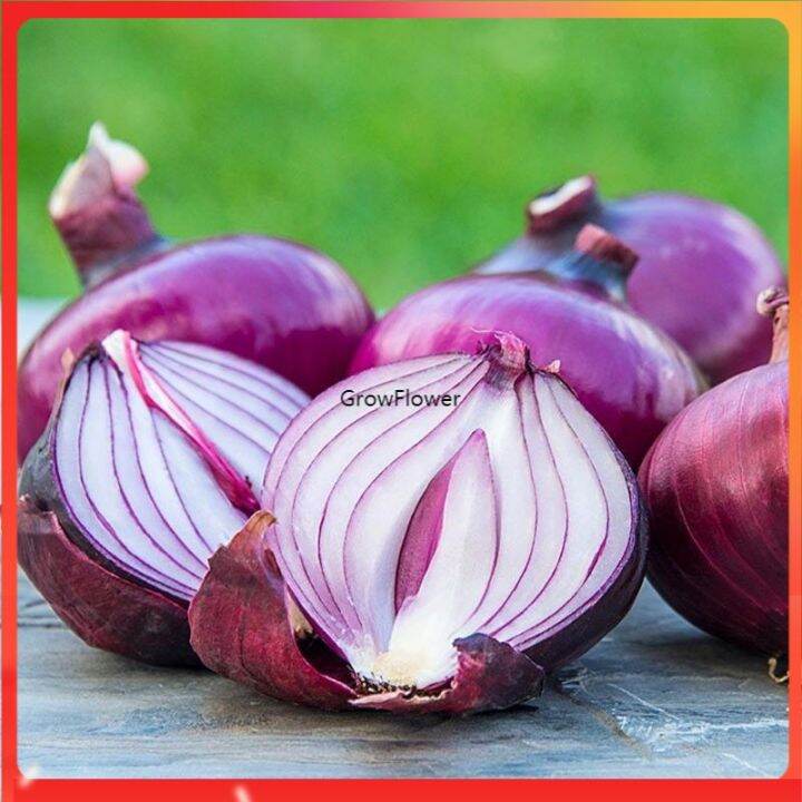 Red Onion Hawk Seeds Vegetables 50pcs | Lazada PH