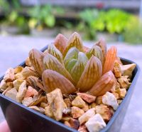 Haworthia obtusa ‘Emerald lotus’ บัวมรกต A024