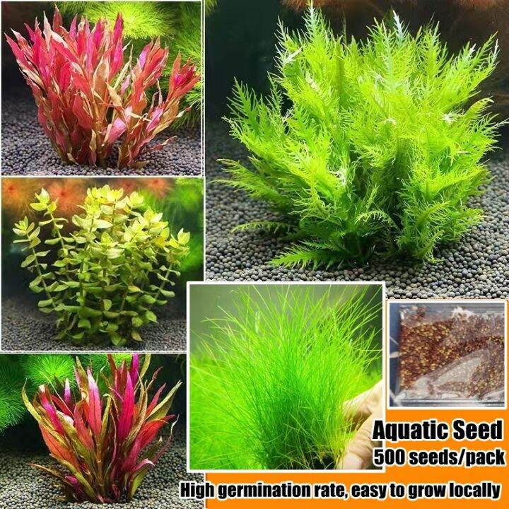 bei/ Aquatic Seed for Planting (500 Pcs Seeds/pack) Aquarium Plant