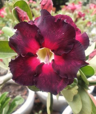 2 เมล็ด เมล็ดพันธุ์ ชวนชม สายพันธุ์ Superbar สีแดง Bonsai Desert Rose Adenium Seed กุหลาบทะเลทราย ราชินีทะเลทราย บอนไซ มีคู่มือปลูก