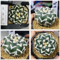 แอสโตร วี ไทป์ / ฮานะโซโนะ / Astrophytum V-type / Hanazono กระบองเพชร แคคตัส