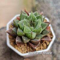 Haworthia obtusa hybrid ‘Maple’เมเปิ้ล A092 ไม้อวบน้ำ ต้นไม้ขนาดเล็ก ไม้ทนแล้ง