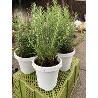 ( โปรโมชั่น++) คุ้มค่า โรสแมรี่(Rosemary trees)ส่งพร้อมกระถางขาว ราคาสุดคุ้ม พรรณ ไม้ น้ำ พรรณ ไม้ ทุก ชนิด พรรณ ไม้ น้ำ สวยงาม พรรณ ไม้ มงคล