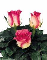 10 เมล็ด กุหลาบ Hybrid Tea Rose สายพันธุ์ Malibu สีชมพู สามารถปลูกในประเทศไทย ส่งพร้อมคู่มือ ออกดอกทั้งปี