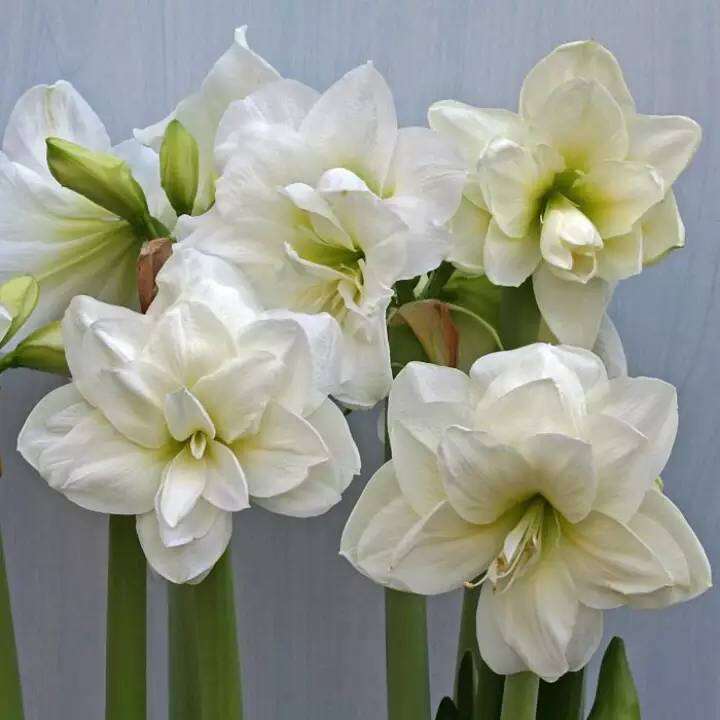 1-หัวว่าน-ว่านสี่ทิศฮอลแลนด์-amaryllis-hippeastrum-alfresco-18-24-ซม-สินค้านำเข้า-แช่เย็นแล้ว-หัวขนาดใหญ่-สินค้าจำนวนจำกัด