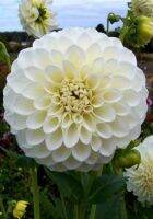 1 หัว/ออเดอร์ รักเร่ Dahlia Bulb สายพันธุ์ Brookside Snowball หัวรักเร่ ดอกไม้ หัวหน่อ เหง้า นำเข้า เนเธอร์แลน หัวสดใหม่