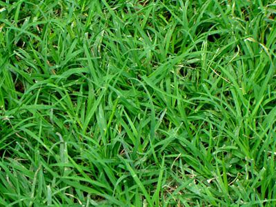 ขายส่ง เมล็ดหญ้าญี่ปุ่น Japanese Lawn Grass หญ้าปูสนาม สนามหญ้า พืชตระกูลหญ้า เมล็ดพันธ์หญ้า ชนิดหญ้า สนามหญ้าและสวน 500 กรัม