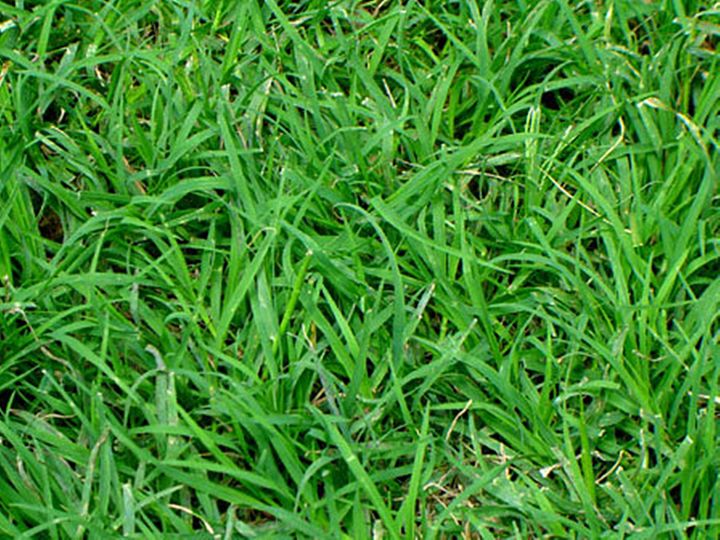 ขายส่ง-เมล็ดหญ้าญี่ปุ่น-japanese-lawn-grass-zoysia-japonica-kerean-lawngrass-หญ้าปูสนาม-สนามหญ้า-หญ้าญี่ปุ่น-พืชตระกูลหญ้า-เมล็ดพันธ์หญ้า-1-ออนซ์