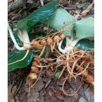 เหง้า Aromatic Ginger (เปราะหอม) ขุดใหม่จากป่า ของไทย สมุนไพรธรรมชาติ หนัก 100 กรัม  ไม่มีสารพิษ หัวสด