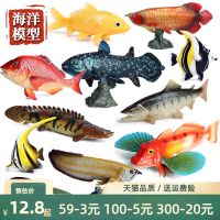 【STCOK】 Simulation Of Marine Life Model Freshwater Fish Carp Sumei Piranha Crucian Ankang Crocodile Gar Ornaments