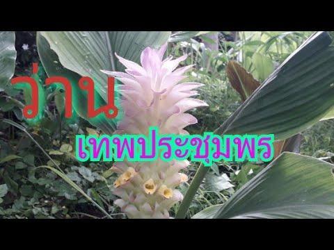 3หัว-ออเดอร์-ว่านเทพประชุมพร-curcuma-cordata-โบราณนั้นแสวงหาว่านที่หายากมาไว้ในครอบครอง-เป็นที่นิยมมานาน-ว่านมงคล