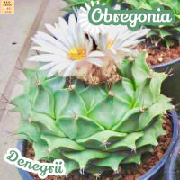 [กลีบกระทง] Obregonia Denegrii ส่งพร้อมกระถาง แคคตัส Cactus Succulent Haworthia Euphorbia ไม้หายาก พืชอวบน้ำ พืชทะเลทราย ไม้ทนแล้ง ของขวัญ ไม้ใบ พืช ไม้ฟอก ไม้ฟอกอากาศ indoorplant indoorplants plants  แต่งบ้าน แต่งโต๊ะ แต่งสวน garden plant บ้านและสวน