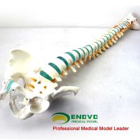 Natural big human body vertebra with pelvic model lumbar cervical spine bonesetting model abrasive