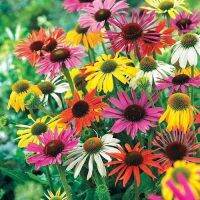 100 เมล็ดพันธุ์ เมล็ด เมล็ดพันธุ์ เอ็กไคนาเซีย หรือ โคนฟลาวเวอร์ Echinacea Coneflower Seeds อัตราการงอก 80-85%