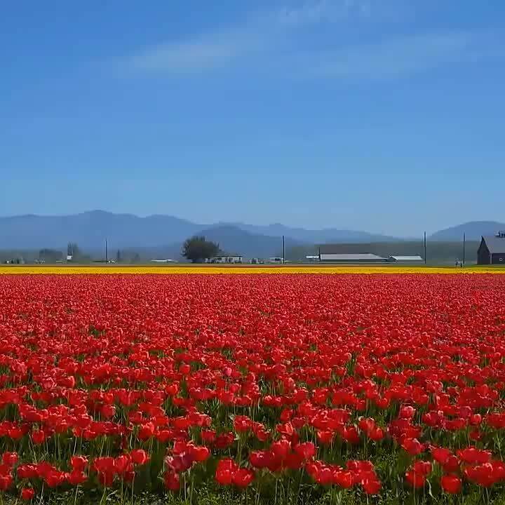 Icaroom Factory Direct Sales Car Perfume Fragrance LongLasting and