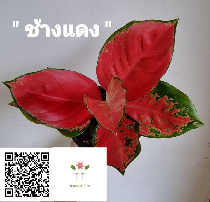 ต้นช้างแดง-aglaonema-sp-changdaeng-อโกลนีมา-ช้างแดง-ไม้มงคล-ไม้มงคลเรียกทรัพย์-ช้างแดง-บรรจุกระถางจัดส่ง