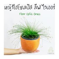 Treeno.9 T419 หญ้าไอโซเลปิส ลีฟ ไวเออร์ (Fiber Optic Grass) กระถาง 6 นิ้ว / สูง 25-30 ซม. / ไม้ประดับ หญ้าประดับ (ต้นไม้)