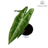 ราคาพิเศษ อโลคาเซีย ลองจิโลบา อโลคาเซียพญาจงอาง Alocasia Longiloba กระถาง 4 นิ้ว ส่งไว ต้นไม้ ต้นไม้ประดับ ต้นไม้ฟอกอากาศ ไม้ด่าง