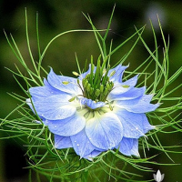 เมล็ดพันธุ์ ดอกรักในสายหมอก (Blue Love in a mist Seed) บรรจุ 150 เมล็ด คุณภาพดี ราคาถูก ของแท้ 100%