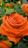 28 เมล็ด เมล็ดพันธุ์ Home Seed  กุหลาบ สีส้ม Rose Seeds ดอกใหญ่ นำเข้าจากต่างประเทศ