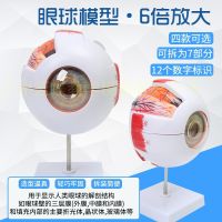 Authentic high-end professional medical anatomy of the human eye model eye anatomy features of ophthalmology