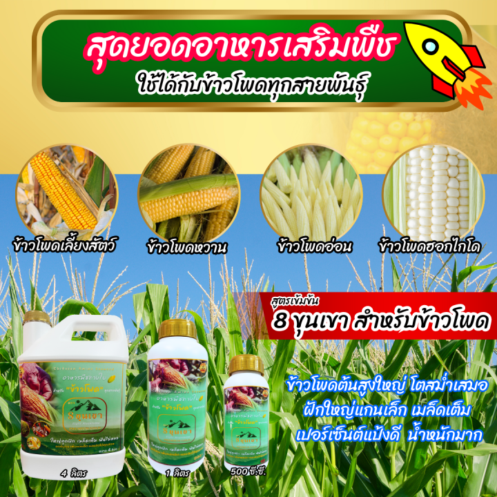 พร้อมส่ง-8ขุนเขา-ข้าวโพด-4-ลิตร-อาหารเสริมพืช-ฮอร์โมนข้าวโพด-อะมิโน-ปุ๋ยฉีดทางใบ-ยาฉีดข้าวโพด-ฮอร์โมน-ปุ๋ยฉีดข้าวโพด