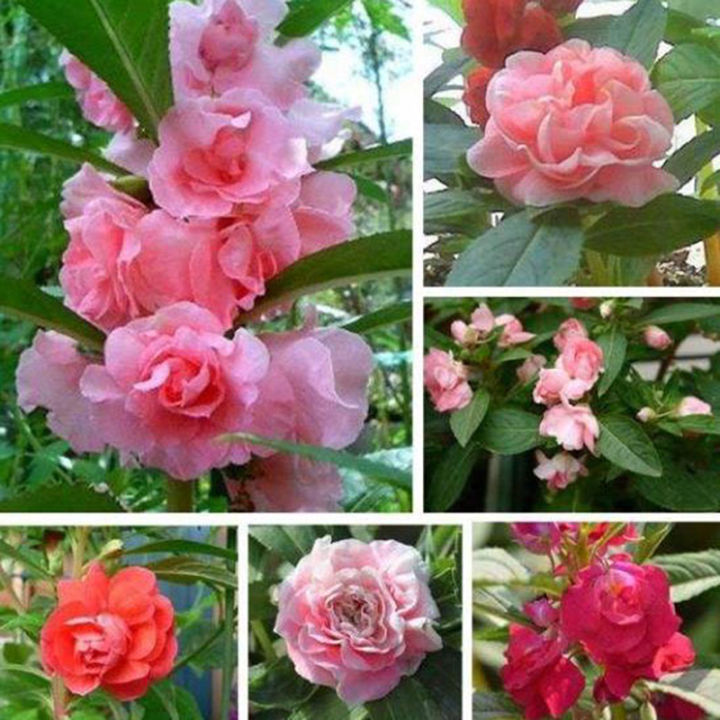200Pcs Double Camellia Impatiens Balsamina Pot Flowers Decoration Garden  Decor Flowering Plants Seeds Plants for Sale Easy To Grow In The Local |  Lazada PH