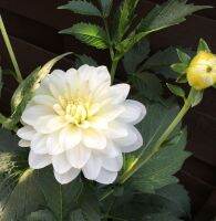 รักเร่ Dahlia Bulb สายพันธุ์ White Onesta 1 หัว/ออเดอร์ หัวรักเร่ ดอกไม้ หัวหน่อ เหง้า นำเข้า เนเธอร์แลน หัวสดใหม่