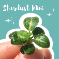 อนูเบียส ‘สตาร์ดัส มินิ’ ไม้น้ำหายาก - Anubias Stardust Mini