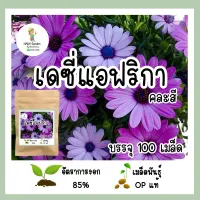 เมล็ดพันธุ์ ดอกเดซี่แอฟริกา 100เมล็ด