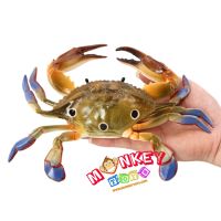 Monkey Toys - โมเดลสัตว์ Crab ปูม้า 3 จุด ขนาด 23.00 CM (จากหาดใหญ่)